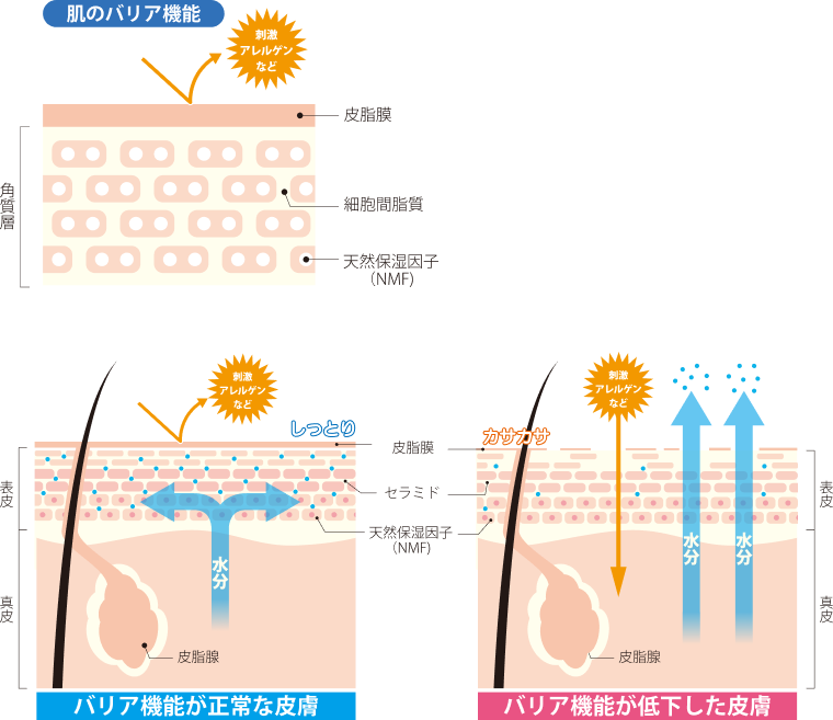 肌のバリア機能が正常な皮膚と低下した皮膚の比較図